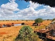 3 Day Tsavo East & Ngutuni