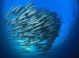 Chumphon Pinnacle-Koh Tao 2 dive trip