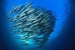 Chumphon Pinnacle-Koh Tao 2 dive trip