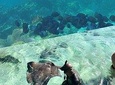 Coral Garden Shark and Sting Ray Alley Snorkeling