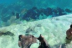 Coral Garden Shark and Sting Ray Alley Snorkeling