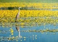 From Thessaloniki: Day Trip to Kerkini Lake