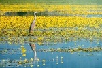 From Thessaloniki: Day Trip to Kerkini Lake