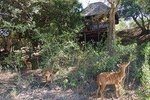 5 Day Lodge and Treehouse Kruger National Park Safari