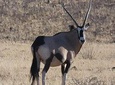 5 Day Etosha Safari Private Guided Tour Namibia