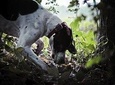 Private Tour: Truffle-Hunting Experience from Amalfi Coast with Lunch