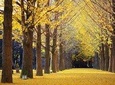 Four Seasons of Nami Island (Full Day)
