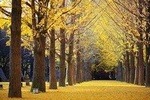 Four Seasons of Nami Island (Full Day)