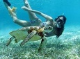 Barrier Reef Snorkel: Half Day