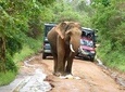 Udawalawe Safari Day Tour from Bentota and its' surrounding 