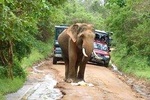 Udawalawe Safari Day Tour from Bentota and its' surrounding 
