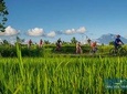 Bali Eco & Educational Cycling Tour