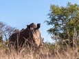 White Rhino Walk in the Mosi oa Tunya
