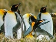 King Penguin & Tierra del Fuego Tour