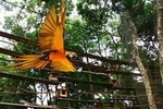 Airport Cataratas IGU Pick-Up & Iguassu Falls Brazilian Side & Bird Park 