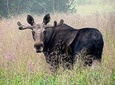Moose Safari from Bodo, Northern Norway, Meet the Largest Land Animal in Europe