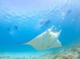 Marine Eco Safari - Swim with Manta Rays