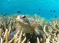 Coral Bay 3-Hour Turtle Ecotour