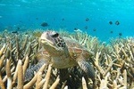 Coral Bay 3-Hour Turtle Ecotour