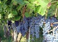 Vineyard Tour at one of the most famous wine-production centres in the Amalfi C.