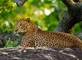 2 Days Tour to Yala Safari & Galle Dutch Fort From Bentota & Surroundings- All Inclusive