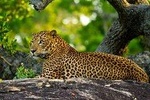 2 Days Tour to Yala Safari & Galle Dutch Fort From Bentota & Surroundings- All Inclusive