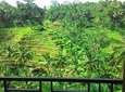 Monkey Forest, Ubud, and Rice Terraces