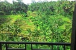 Monkey Forest, Ubud, and Rice Terraces