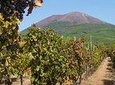 Mount Vesuvius, Winery Tour and Wine Tasting from Sorrento-TUI COLLECTION