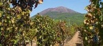 Mount Vesuvius, Winery Tour and Wine Tasting from Sorrento-TUI COLLECTION