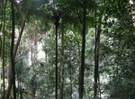 Visit Thung Teao Forest Natural Park, Krabi, Thailand