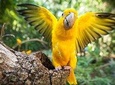 Bird Park & Iguassu Brazilian Side - Private Tour