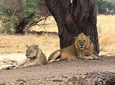 SELOUS GAME RESERVE ROAD TRIP- BOAT SAFARI, GAME DRIVE AND WALK SAFARI