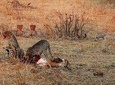 RUAHA NATIONAL PARK AND MIKUMI NATIONAL PARK BUDGET SAFARI 6 DAYS 5 NIGHTS 