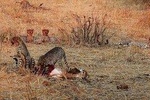 RUAHA NATIONAL PARK AND MIKUMI NATIONAL PARK BUDGET SAFARI 6 DAYS 5 NIGHTS 