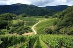 Prosecco wine tour from Venice