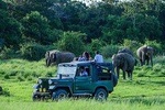 Udawalawe Safari Day Trip from Bentota & Surroundings - All Inclusive 