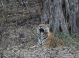 Day Trip to Ranthambore