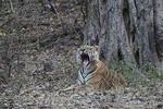 Day Trip to Ranthambore