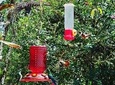 EXCURSION MIDDLE OF THE WORLD & HUMMINGBIRDS ALAMBI