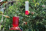 EXCURSION MIDDLE OF THE WORLD & HUMMINGBIRDS ALAMBI