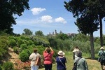 Tuscany Tour in English from Lucca