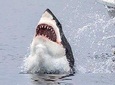 African Shark Eco-Charters Shark Cage Diving Cape Town