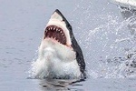 African Shark Eco-Charters Shark Cage Diving Cape Town