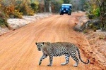Yala Safari Day Trip From Kalutara & Wadduwa- All Inclusive