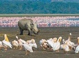 7 Days Amboseli, Aberdares, Lake Nakuru & Masai Mara Safari