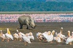7 Days Amboseli, Aberdares, Lake Nakuru & Masai Mara Safari