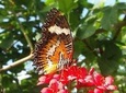  Bali Private Tour: Butterfly park,Monkey forest,and Temple