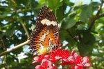 Bali Private Tour: Butterfly park,Monkey forest,and Temple