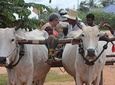 Ox-cart Culture Tour, Countryside Experince in Siem Reap